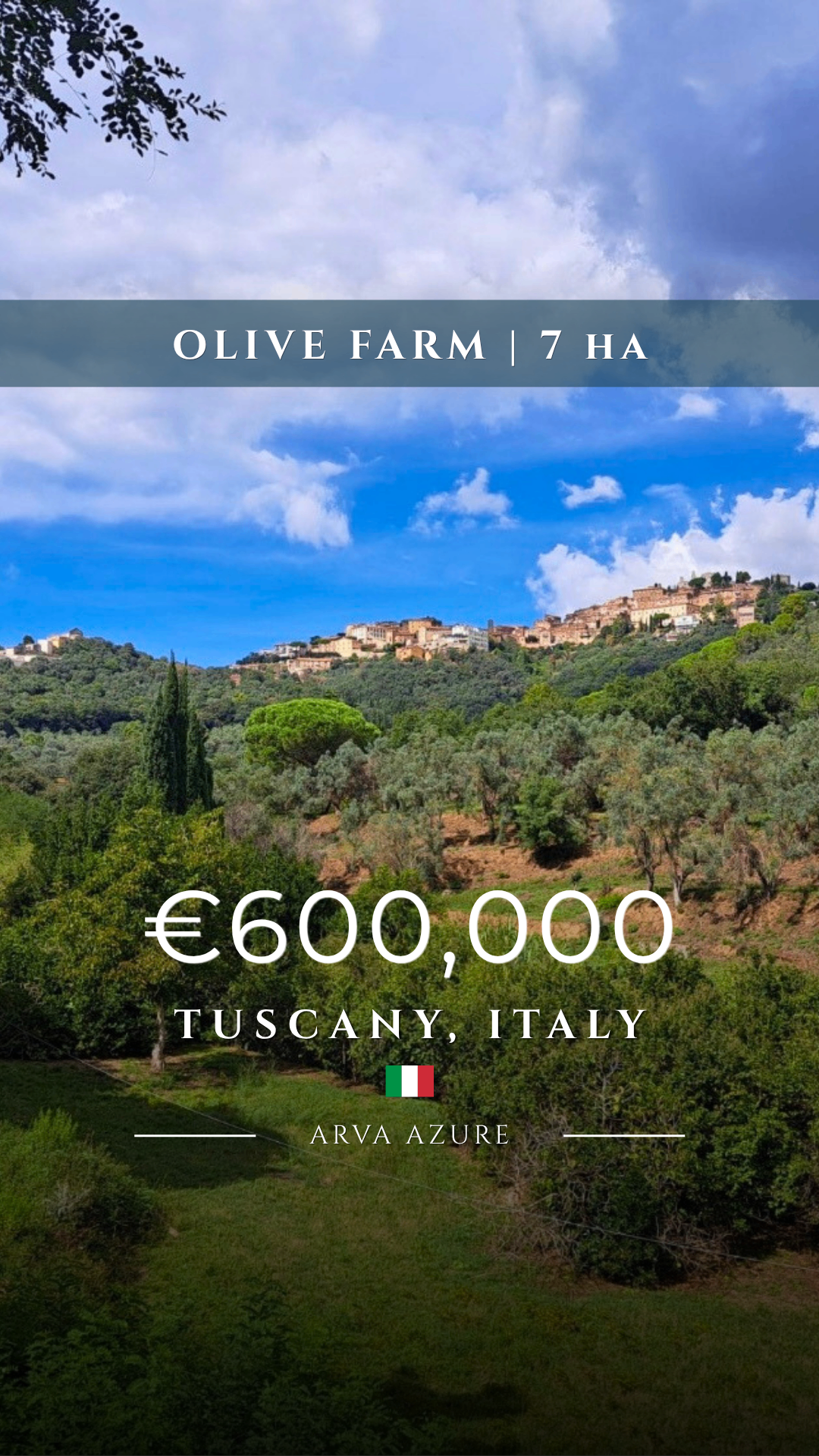 Andalusian Olive Estate
