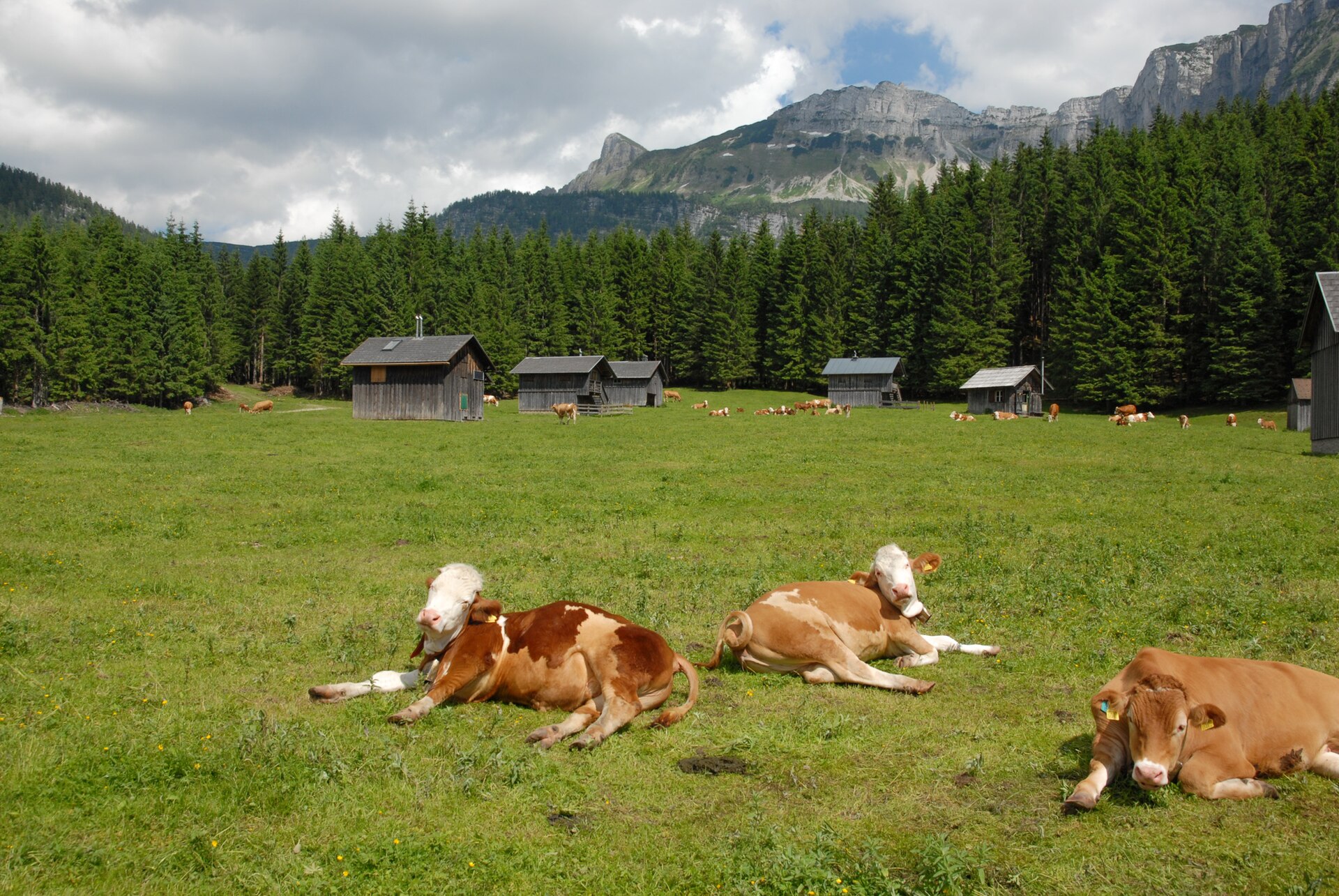 Alpine pasture with many cows, wooden mountain huts and peaks (Blaa-Alm, photo: Bernhard Holub, CC BY-SA 4.0)